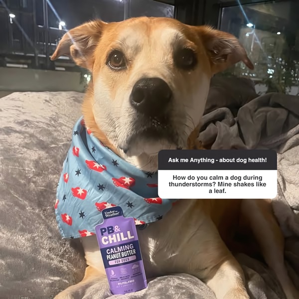 A close-up of a dog with a product pouch, featuring a text overlay that prompts a Q&A about pet health and anxiety solutions.